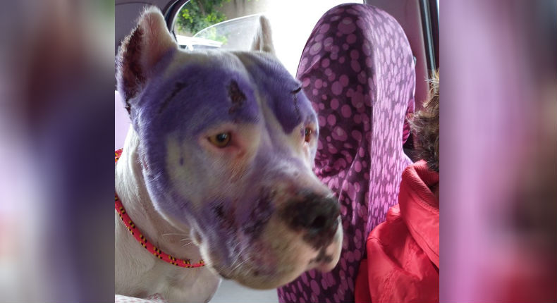 Tras video de maltrato animal, rescatan a perrita Pitbull y cachorros