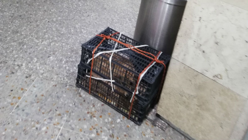 FOTOS: Abandonan a un perrito en una caja en la Central de Puebla