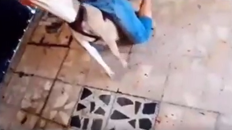 VIDEO: Buscan a «Antonio» por dar brutal golpiza a un perrito