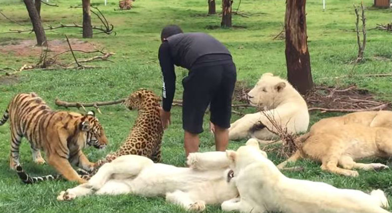 Tigre se enfrenta contra un leopardo para salvar la vida de su amo