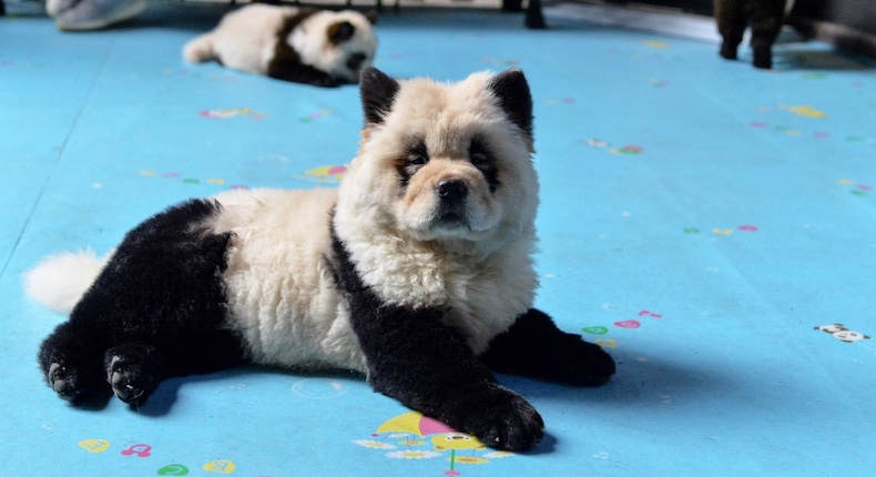 Indigna en redes sociales cachorros teñidos para que parezcan osos panda