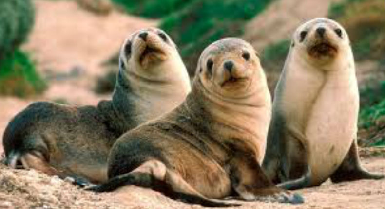 Rescatan a 50 focas a punto de morir «ahogadas» en basura