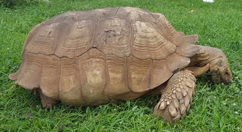 Alagba, la tortuga más vieja de África muere en un palacio en Nigeria