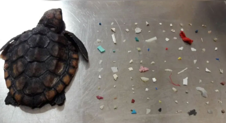 Muere tortuga bebé; encuentran 104 piezas de plástico en su organismo