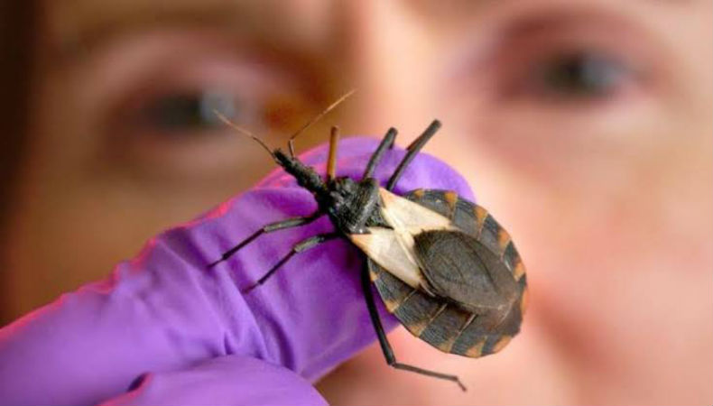 Chagas, la enfermedad de los pobres que afecta a un millón de mexicanos