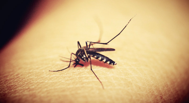 Dengue en México ha cobrado 72 vidas; Senado pide explicación