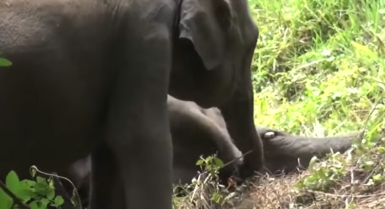 VIDEO: Bebé elefante trata de despertar a su mamá que fue asesinada