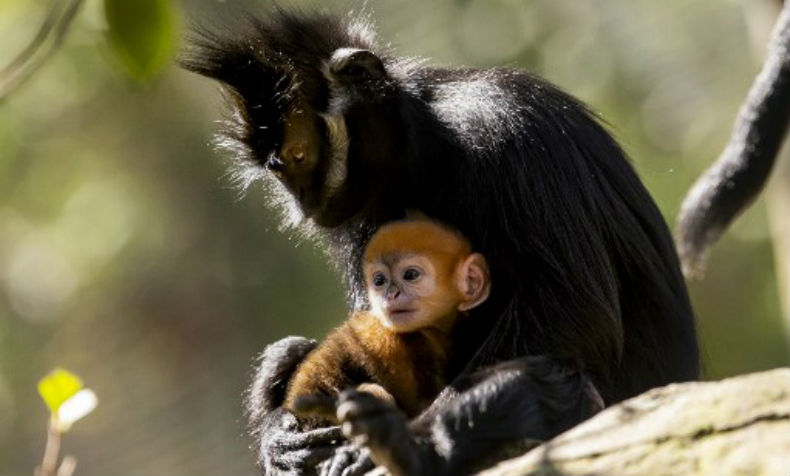 Nace la especie de mono más rara del mundo en Australia