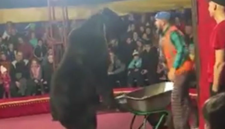 oso ataca domador