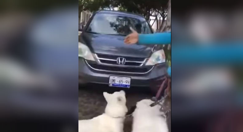 Franceses intentan atropellar a pareja queretana que paseaba con sus perros