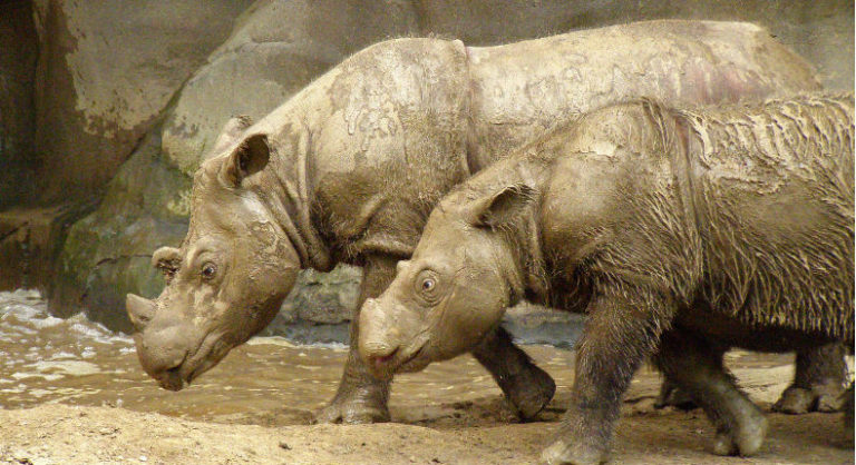 extingue último rinoceronte de Sumatra