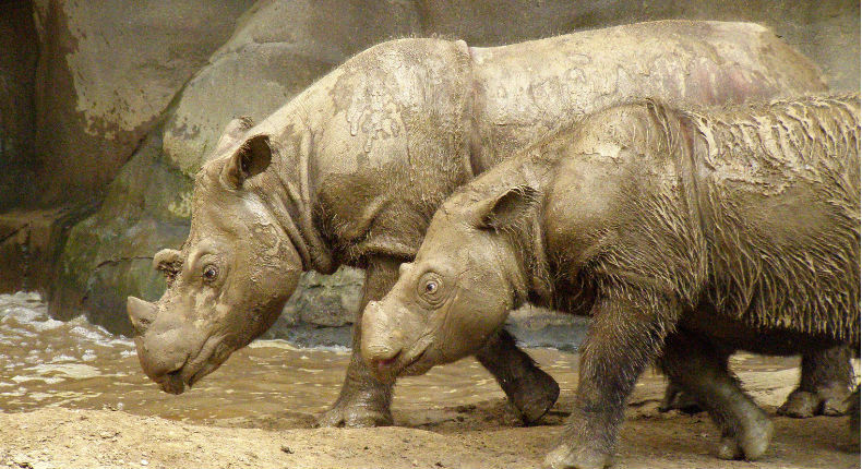 Se extingue el último rinoceronte de Sumatra en Malasia