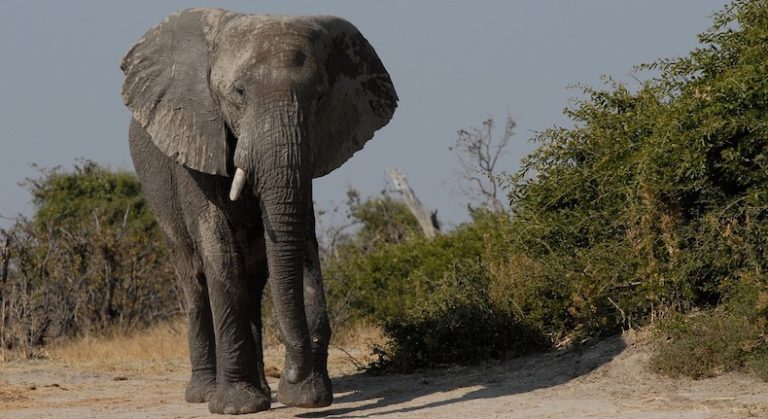 elefante mata cinco personas