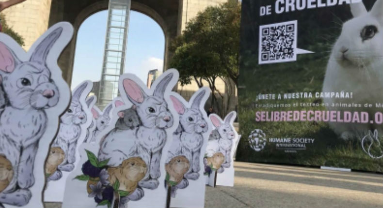Mil conejos y activistas piden a Congreso ley contra pruebas en animales