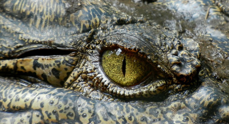 Australiano sobrevive a ataque de cocodrilo picándole un ojo