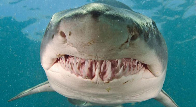Hallan mano de turista desaparecido en estómago de tiburón