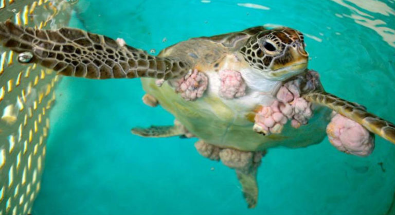 tortugas con tumores