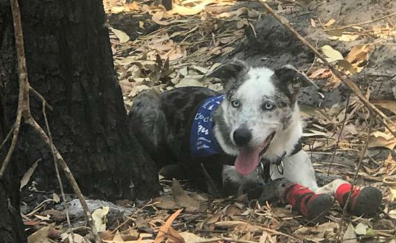 Perrito salva a los koalas heridos de los incendios en Australia