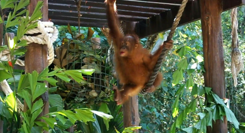 Bebé orangután hallado en una maleta será devuelto a la naturaleza