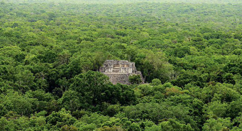 Flora y fauna de Calakmul en peligro por construcción del Tren Maya