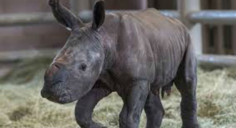 nace rinoceronte blanco
