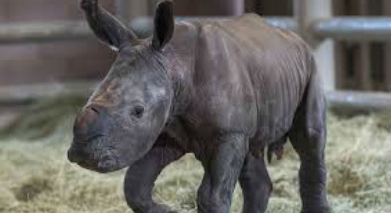 Nace un rinoceronte blanco en cautiverio en Bélgica