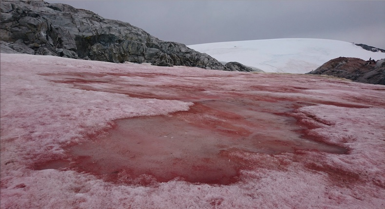 La nieve en la Antártida se torna roja como la sangre