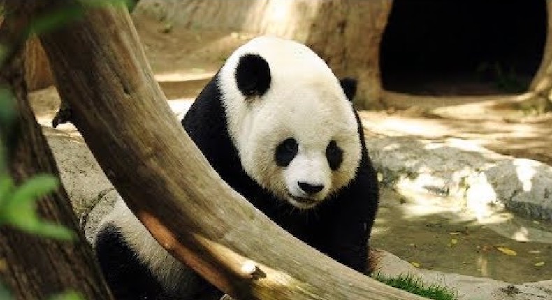 Estas son las únicas pandas en el mundo que no pertenecen a China