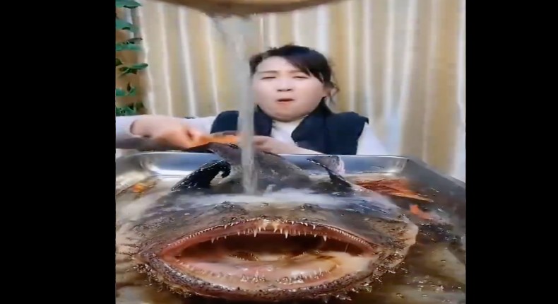 VIDEO: Cocinan a pez angelote vivo en China y causan indignación en redes