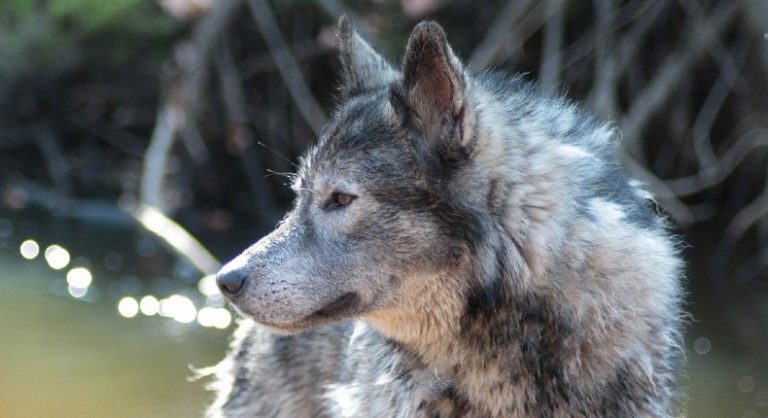 Avistan hombre lobo en chiapas | Digitallpost