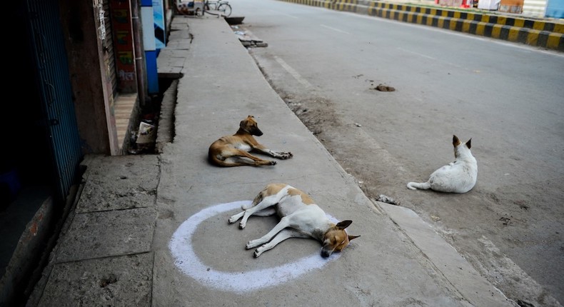 Perros y gatos callejeros, los olvidados de la pandemia del coronavirus