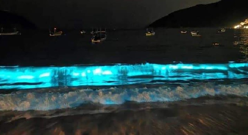 VIDEO: Acapulco se ilumina, regresan algas bioluminiscentes ante falta de turistas por Covid-19