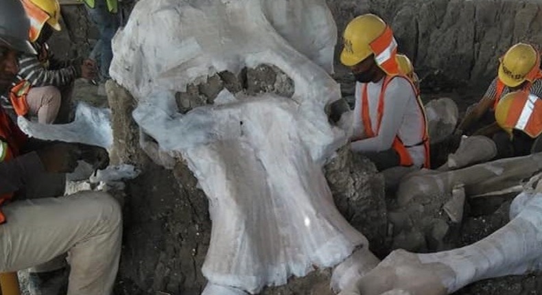 Encuentran restos de mamut en aeropuerto de Santa Lucía