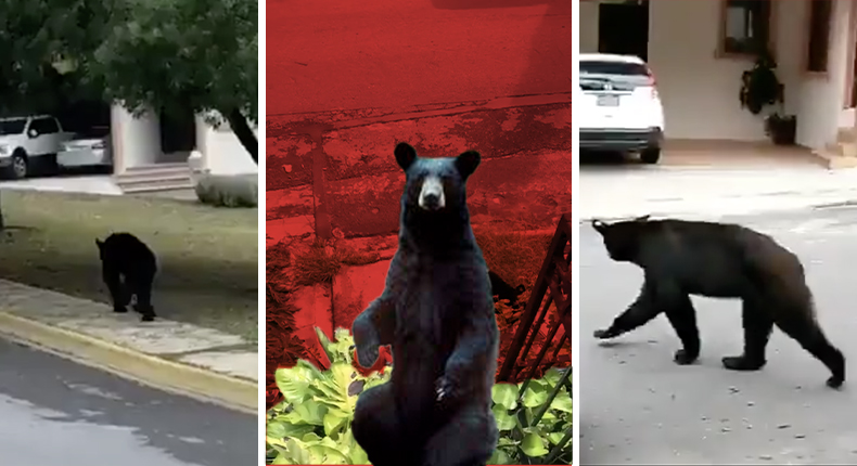 Captan a oso negro en las calles de Monterrey