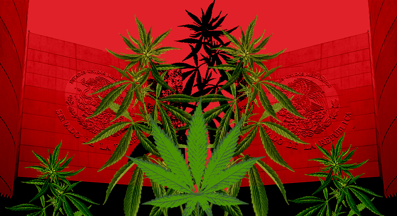 Crece el plantío de marihuana afuera del Senado de la República