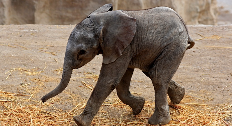 Llaman «Zoom» a elefante de la sábana africana nacido en Puebla