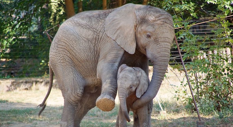 Dan cannabis antiestrés a elefantes en zoológico de Varsovia