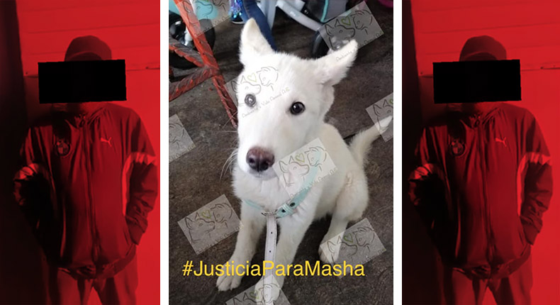 Piden justicia para perrita asesinada en Ixtapaluca