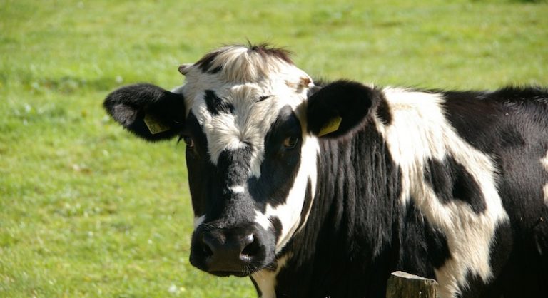 excremento de vaca | Digitallpost