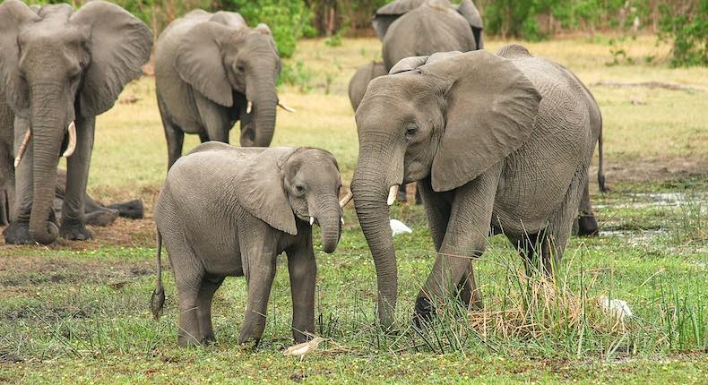 Zimbabue otorga permisos para cazar elefantes, aunque estén en peligro de extinción