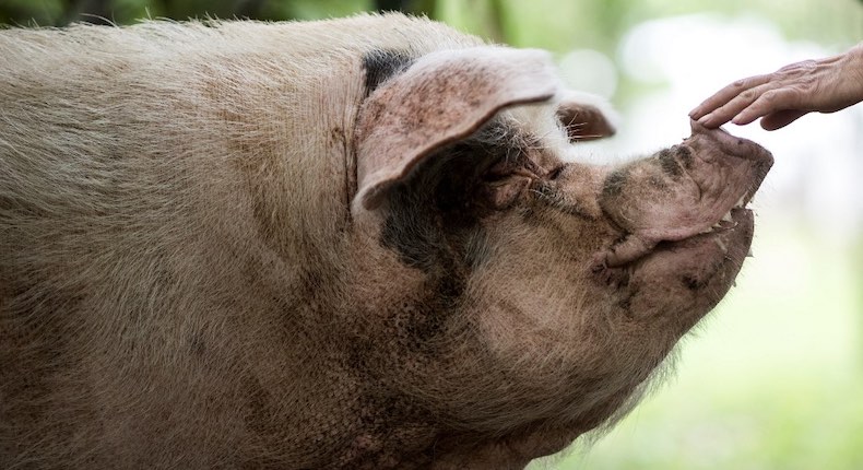 Muere el «Cerdo fuerte», símbolo en China tras terremoto de 2008