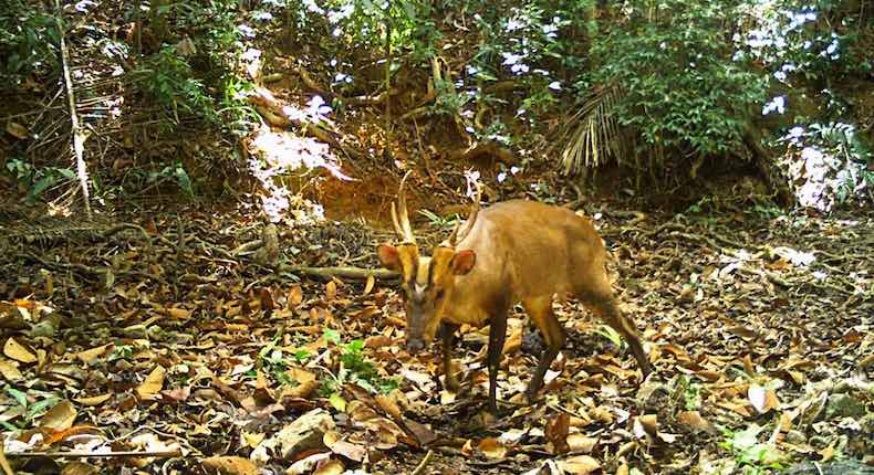 ¡Wow! Encuentran en Camboya una especie de ciervo que está en peligro de extinción