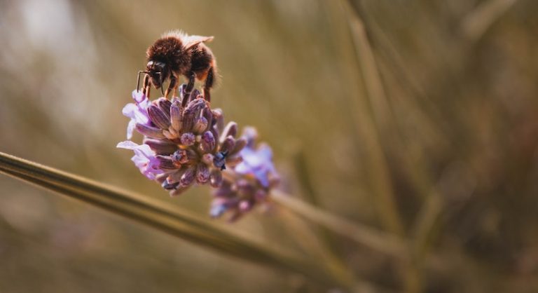 defensoras abejas | Digitallpost
