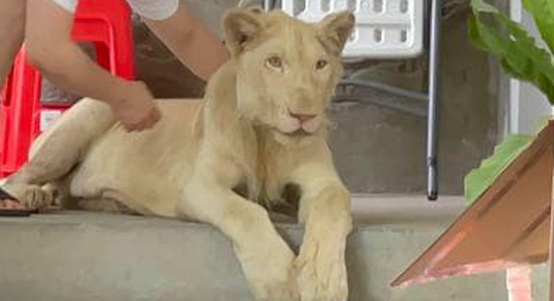 ¡No lo permitamos! León es exhibido en TikTok… y lo rescatan las autoridades de Camboya