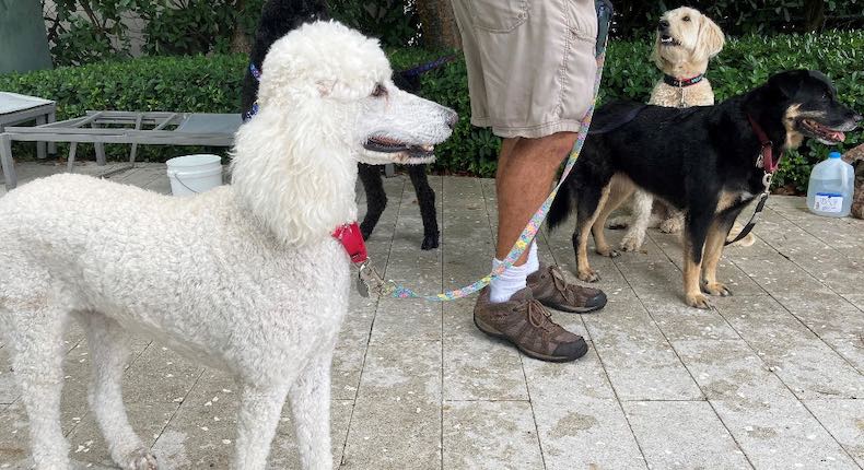 Los otros «héroes» tras derrumbe de edificio en Florida: los perros de asistencia