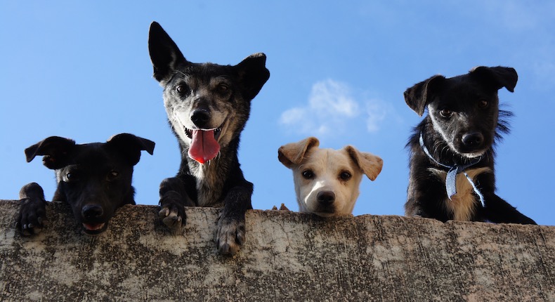 EU prohíbe temporalmente la entrada de perros de más de 100 naciones por rabia canina