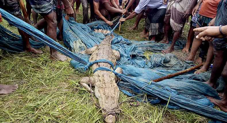 ¡Vaya sorpresa! En Bangladesh capturan especie de cocodrilo que se creía extinta