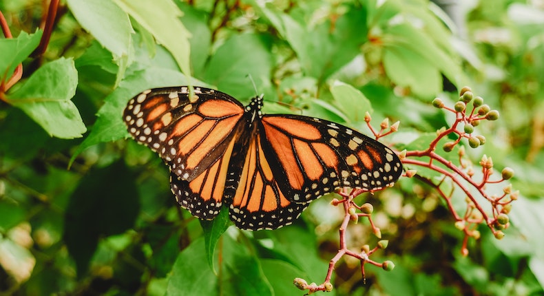 Con jardines aromáticos, mujeres purépechas buscan ayudar a la preservación de la mariposa monarca