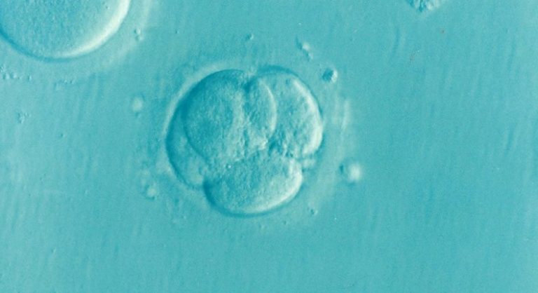 embriones demanda | Digitallpost