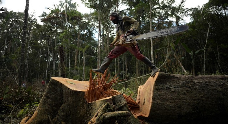 Selva amazónica en Colombia: la zona que «perdió» en el acuerdo de paz